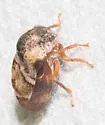 Cyrtolobus fuscipennis - photo 2