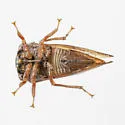 Cyrtolobus fuscipennis - photo 4