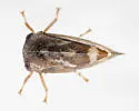 Cyrtolobus fuscipennis - photo 5