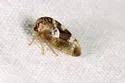 Cyrtolobus gramatanus - Cyrtolobus gramatanus