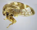 Cyrtolobus gratiosus - photo 4
