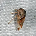 Cyrtolobus griseus