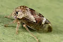 Cyrtolobus griseus - photo 2