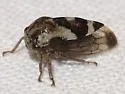 Cyrtolobus griseus - photo 3