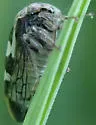 Cyrtolobus griseus - photo 5