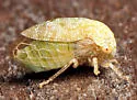 Cyrtolobus inermis - photo 2