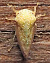 Cyrtolobus inermis - photo 3