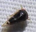Cyrtolobus inermis - photo 4