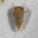 Cyrtolobus inermis - photo 5