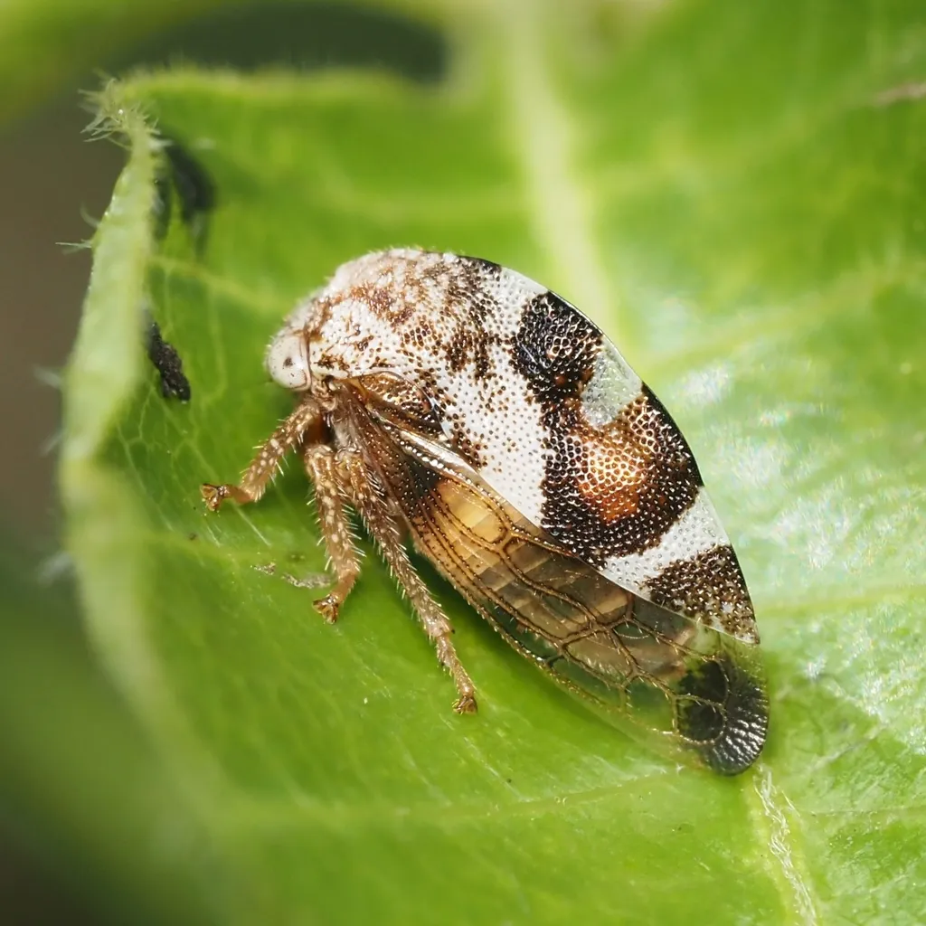 Cyrtolobus limus - photo 2