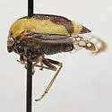 Cyrtolobus maxinei