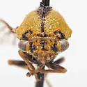 Cyrtolobus maxinei - photo 3