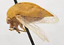 Cyrtolobus maxinei - photo 4