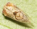Cyrtolobus undescribed Florida 1 - Cyrtolobus n-sp-fl