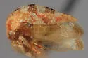Cyrtolobus oblongatus