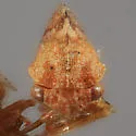 Cyrtolobus oblongatus - photo 3