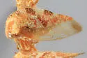 Cyrtolobus oblongatus - photo 4