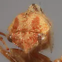 Cyrtolobus oblongatus - photo 5