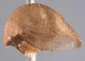 Cyrtolobus ovatus