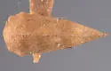 Cyrtolobus ovatus - photo 2
