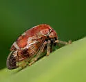 Cyrtolobus pallidifrontis