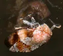 Cyrtolobus pallidifrontis - photo 2