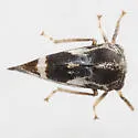 Cyrtolobus pallidifrontis - photo 4