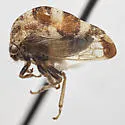 Cyrtolobus parvulus - photo 2