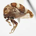 Cyrtolobus parvulus - photo 4