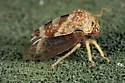 Cyrtolobus pictus