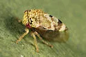Cyrtolobus pictus - photo 3