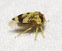 Cyrtolobus pictus - photo 4