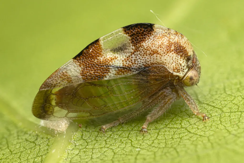 Cyrtolobus puritanus - photo 2
