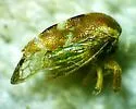 Cyrtolobus togatus - photo 3