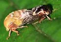 Cyrtolobus togatus - photo 4