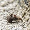 Cyrtolobus tuberosus - photo 4