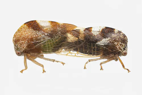 Cyrtolobus vau - photo 2