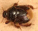Cyrtomenus crassus