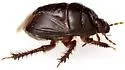 Cyrtomenus crassus - photo 2