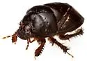 Cyrtomenus crassus - photo 3