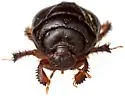 Cyrtomenus crassus - photo 4