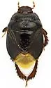 Cyrtomenus crassus - photo 5