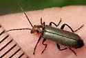 Cyrtomoptera divisa - photo 2