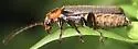 Cyrtomoptera divisa - photo 3