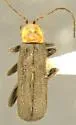 Cyrtomoptera divisa - photo 4