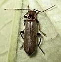 Cyrtomoptera divisa - photo 5