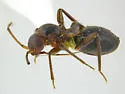 Cyrtopeltocoris ajo - Cyrtopeltocoris ajo