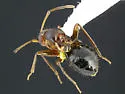 Cyrtopeltocoris ajo - photo 2
