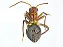 Cyrtopeltocoris ajo - photo 3