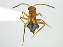 Cyrtopeltocoris ajo - photo 4